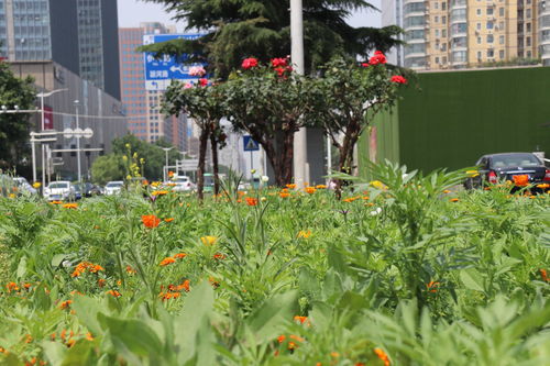 郑州首次栽种 草花 市民 五颜六色真好看